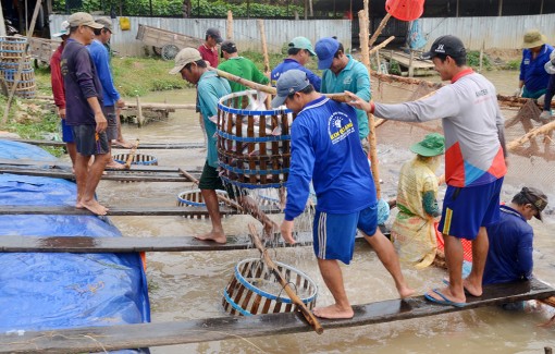 An Giang khuyến khích hộ nuôi cá tra nhỏ lẻ chuyển sang loại cá khác