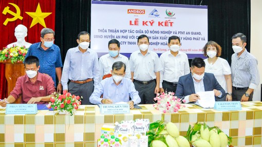 An Giang: Liên kết xây dựng vùng nguyên liệu xoài đạt chuẩn quốc tế