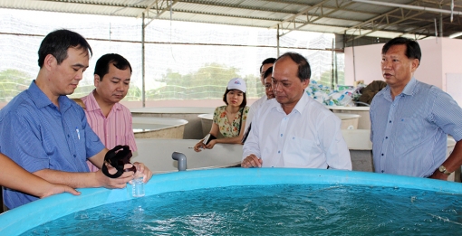 Phát triển “vựa giống cá tra” vùng ĐBSCL