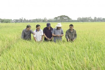 Huyện Phú Tân đẩy mạnh liên kết tiêu thụ lúa, nếp
