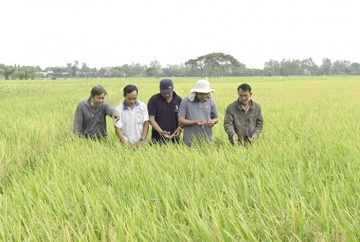 Huyện Phú Tân đẩy mạnh liên kết tiêu thụ lúa, nếp