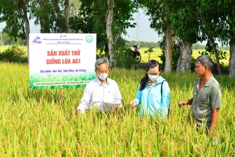 Đánh giá giống lúa tưới nước tiết kiệm thích ứng biến đổi khí hậu tại An Giang