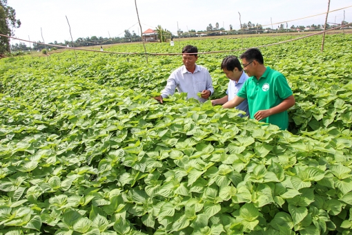 An Giang phát triển nguồn nhân lực