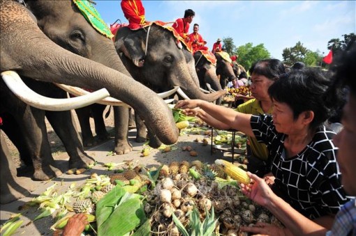 Thái Lan kỷ niệm Ngày Voi quốc gia
