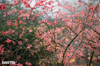 Sắc hoa anh đào Nhật Bản khoe sắc rực rỡ tại Sa Pa