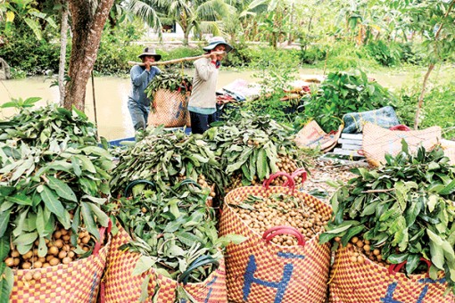 Trái cây rớt giá, nông dân gặp khó!