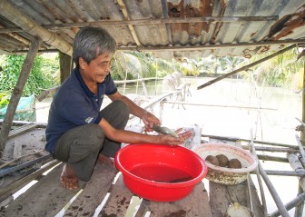 Triển vọng nuôi cá chạch lấu tại xã Phú Thuận