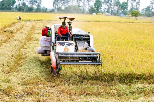 Cần Thơ đã thu hoạch phần lớn các diện tích lúa vụ đông xuân