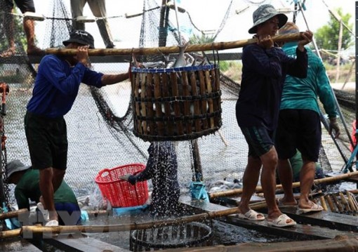 Kéo dài chu kỳ tăng trưởng ngành cá tra: Phát triển ổn định, bền vững