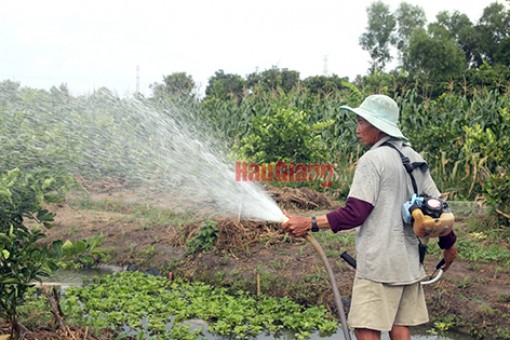 Hậu Giang: Đa dạng hóa cây trồng ở thị trấn Rạch Gòi