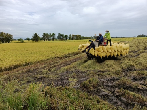 Châu Phú phát triển các vùng chuyên canh gắn với cơ sở chế biến