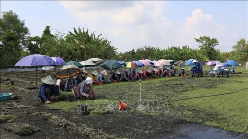 Đồng Tháp: Trồng cỏ nhung giúp nhiều gia đình phát triển kinh tế