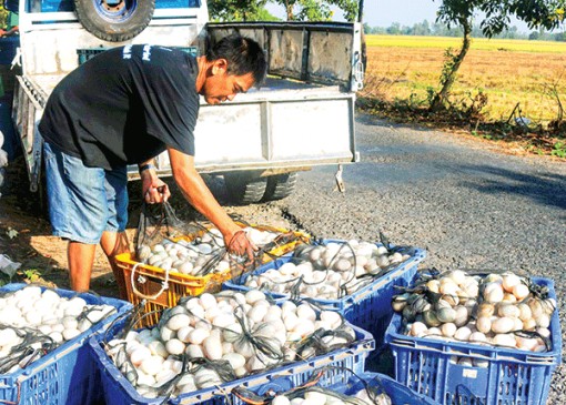 Giá trứng gia cầm tăng