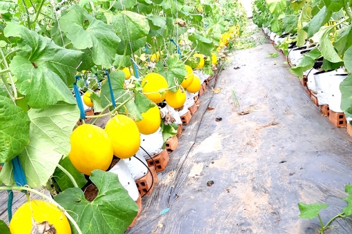 An Phú tập trung phục hồi và phát triển kinh tế - xã hội