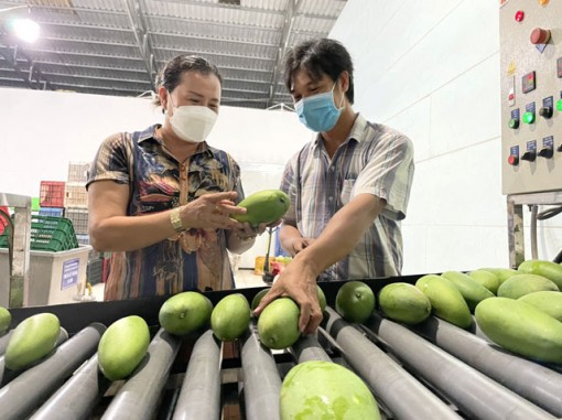 Đồng Tháp: Để ngành hàng rau quả phát triển bền vững