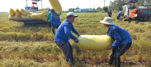 Giá lúa tăng, nhiều nông dân không hưởng lợi