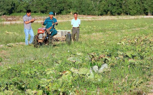 Điểm sáng mô hình sản xuất thích ứng hạn hán, xâm nhập mặn