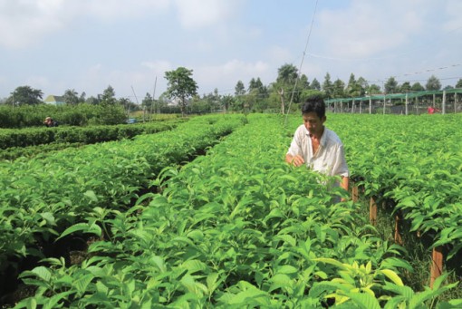 Đồng Tháp: TP Sa Đéc tình hình sản xuất nông nghiệp duy trì và phát triển