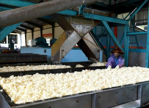 Việt Nam là thị trường cung cấp cao su lớn thứ 3 cho Hàn Quốc