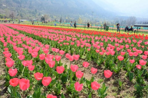 Chiêm ngưỡng vườn hoa tulip lớn nhất châu Á đẹp ngất ngây