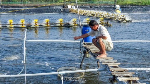 Cà Mau: Bảo vệ sản xuất trước tình hình mưa trái mùa