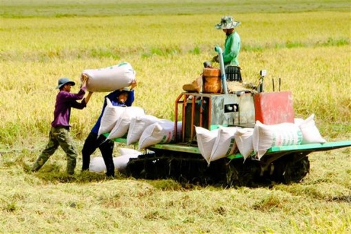 Giá lúa gạo ở khu vực Đồng bằng sông Cửu Long vẫn ổn định