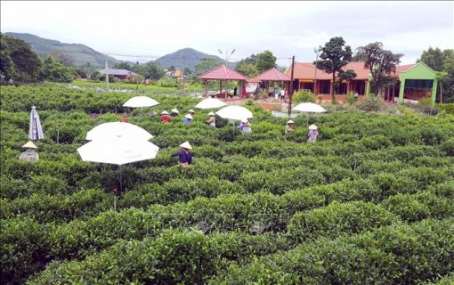 Bảo tồn, phát triển vùng chè đặc sản Tân Cương