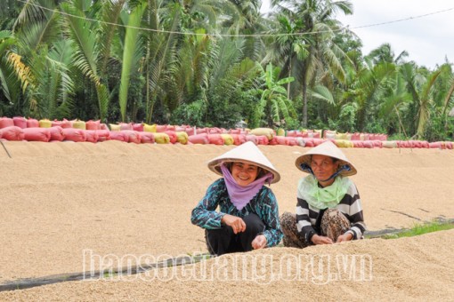 Lúa gạo đang có cơ hội lớn