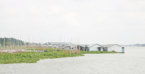 Sắp xếp lại lồng bè để “giải cứu” sông Hậu