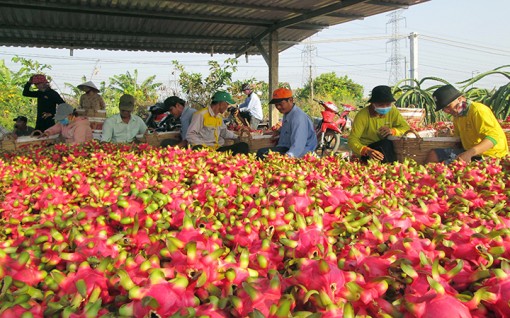 Phát triển bền vững cây thanh long