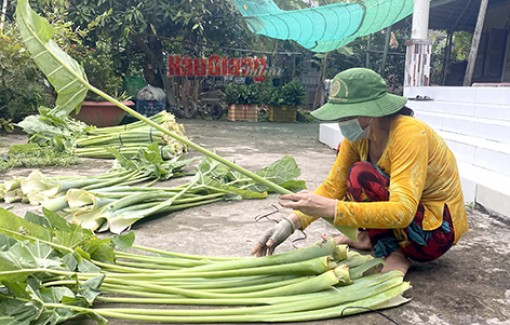 Hậu Giang: Giá bạc hà tăng gấp đôi