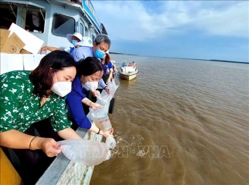 Các địa phương thả hàng triệu con giống tái tạo nguồn thủy sản