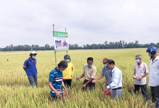 Hội thảo tập huấn kỹ thuật canh tác lúa thân thiện với môi trường