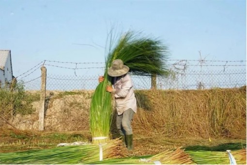 Trà Vinh: Loại cỏ cao hơn đầu người, trồng một lần gặt 7 năm, lãi gấp 3 trồng lúa