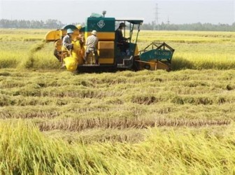 Thị trường nông sản tuần qua: Giá lúa duy trì ổn định