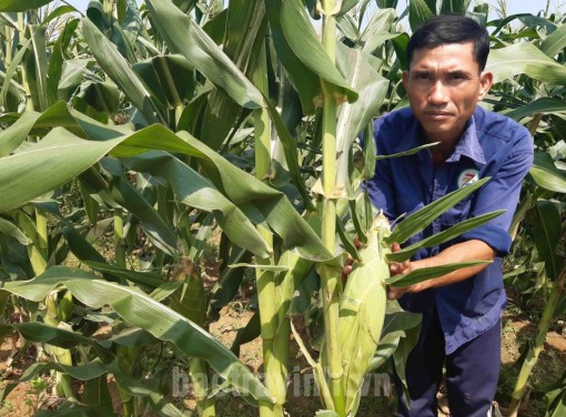 Trà Vinh: Phát triển mạnh diện tích luân canh cây màu trên đất lúa