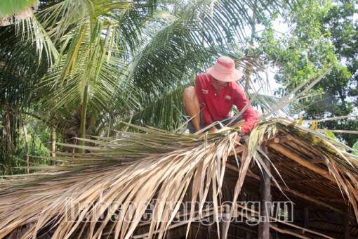 Cây dừa nước - sinh ra là để phục vụ