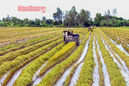 Hậu Giang: Tập trung phát triển kinh tế và tăng cường các biện pháp phòng, chống dịch