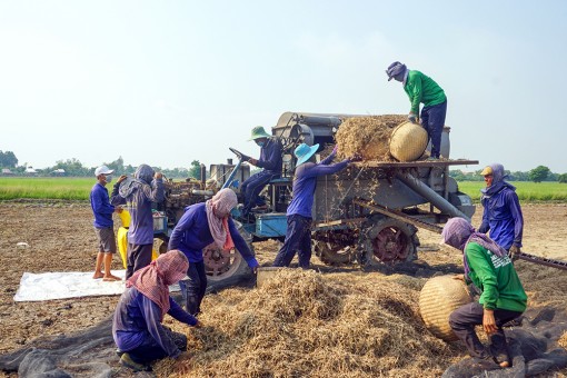 Hiệu quả kinh tế từ rau muống lấy hạt