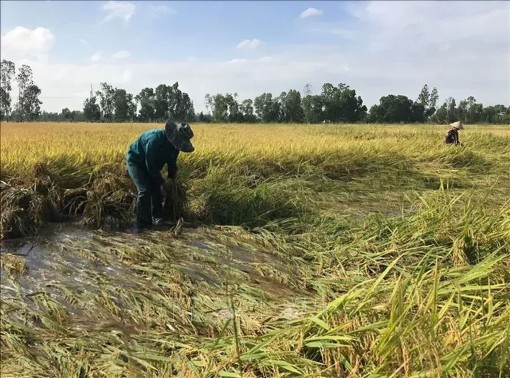 Mưa trái mùa, người trồng lúa Bạc Liêu lao đao