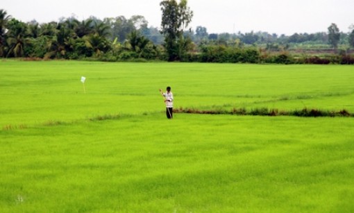 Vĩnh Long: Mưa trái mùa, nông dân lo lắng