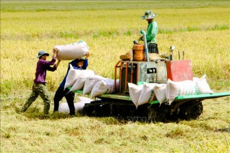 Thị trường nông sản tuần qua: Giá một số loại lúa giảm