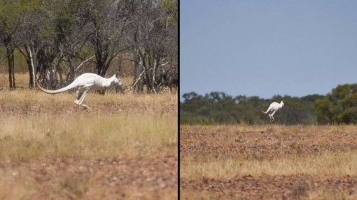 Phát hiện kangaroo màu trắng hiếm có ở Australia