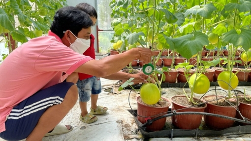 Triển vọng từ mô hình trồng dưa lê trong nhà lưới