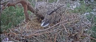 Đại bàng đuôi trắng xuất hiện ở Scotland, camera giấu kín ghi lại cận cảnh ấp trứng