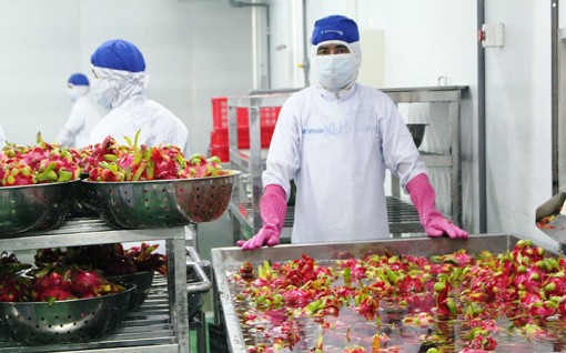 Chủ động phương án tiêu thụ trái cây khu vực Nam Bộ