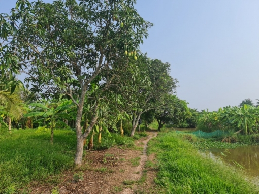 An Giang tìm đầu ra cho rau màu, cây ăn trái