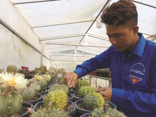 Khởi nghiệp từ cây xương rồng