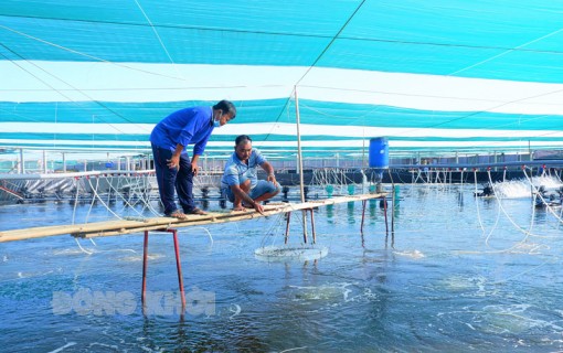 Bến Tre: Thạnh Phú tập trung phát triển 1,5 ngàn héc-ta nuôi tôm công nghệ cao