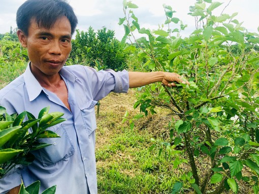 Nông dân Hòa An tích cực chuyển đổi cây trồng